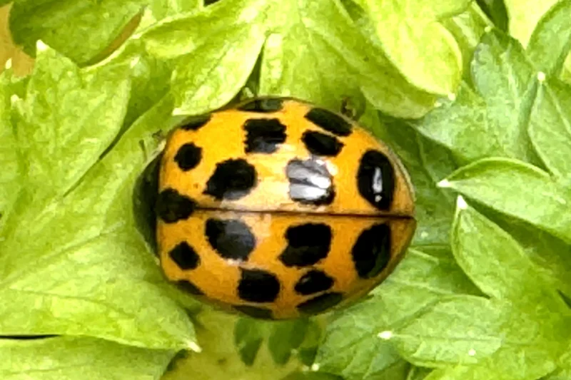 Asiatischer Marienkäfer.