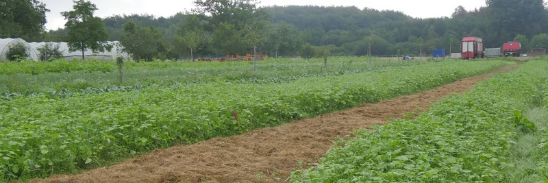 Feld mit Mulchdecke.