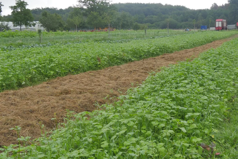 Ein Feld mit Mulchdecke. Foto: BLE, Imagofilm 