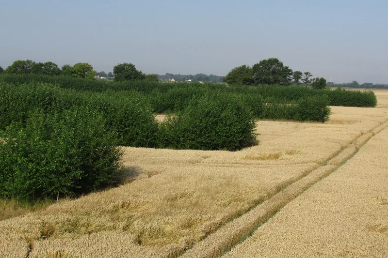 Agroforstsystem aus der Vogelperspektive: Baumstreifen für die Energieholzerzeugung, dazwischen Getreide. Klick führt zu Großansicht in neuem Fenster.