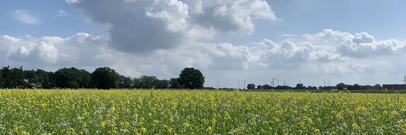 Blühendes Senffeld als Zwischenfrucht