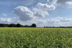 Was sind Zwischenfrüchte und warum sind sie im Ökolandbau so wichtig?