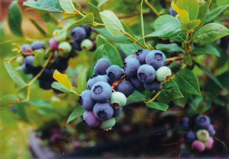 Heidelbeeren