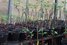 Kupfereinsatz in der Bio-Kernobstproduktion reduzieren