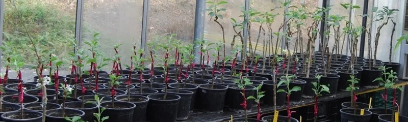 Kupfereinsatz in der Bio-Kernobstproduktion reduzieren