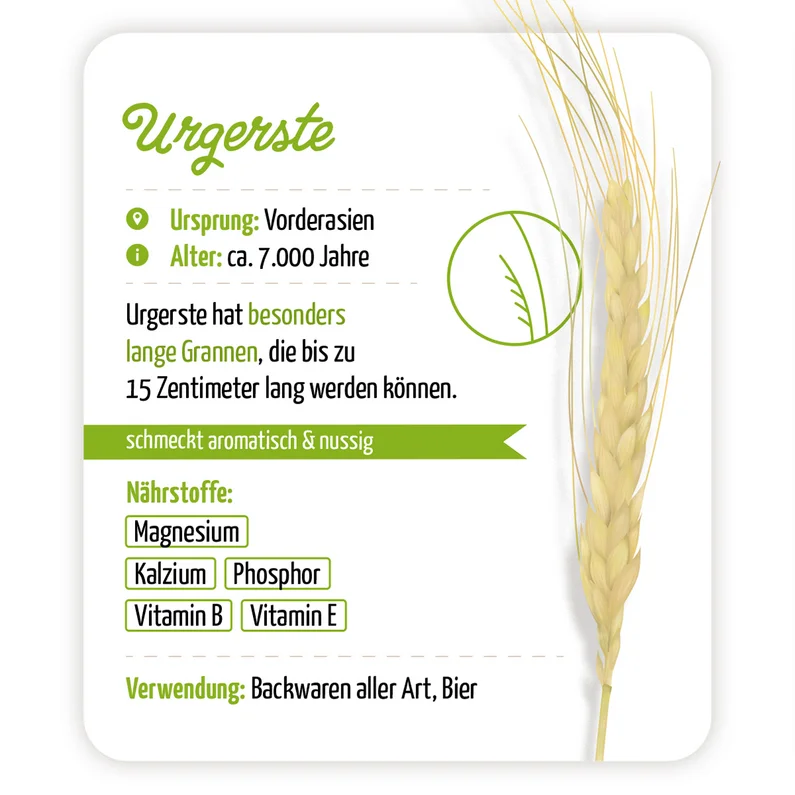 Infografik über Urgerste