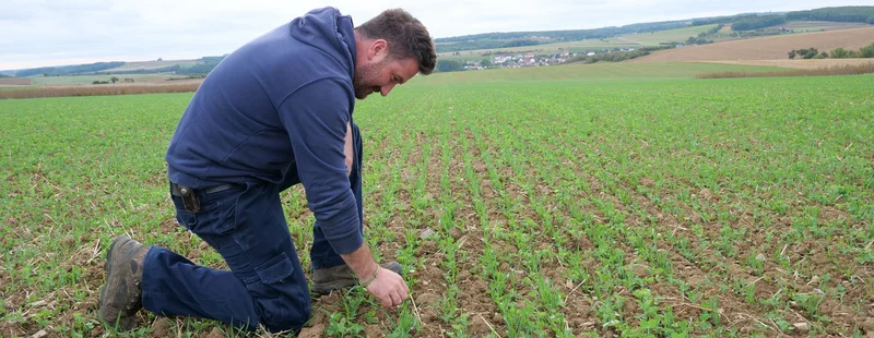 Mann kniet auf einem Feld und schaut sich Setzlinge an.