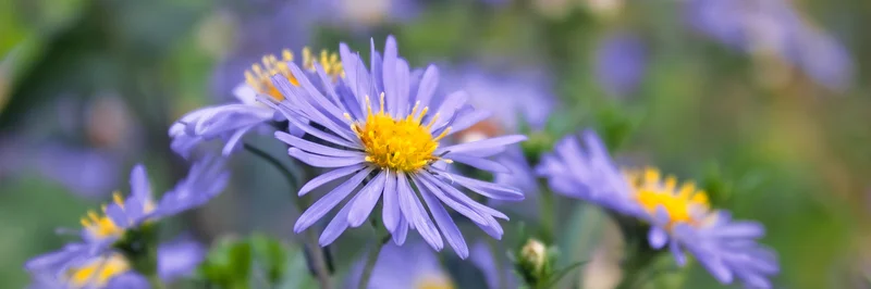 Berg Aster