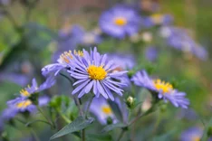 Die Pflanze des Monats September 2025: Berg-Aster (Aster amellus)