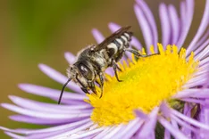 Schuppenhaarige Kegelbiene (Coelioxys afra, LEPELETIER 1841)