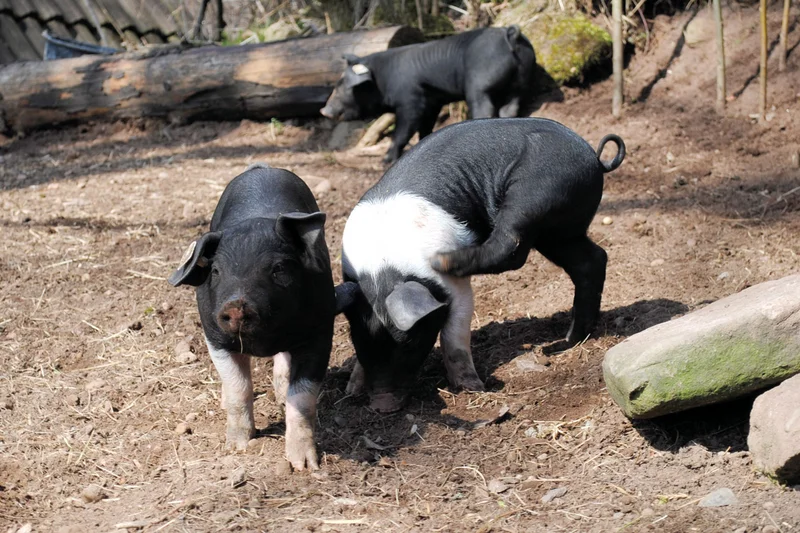 Sattelschweine