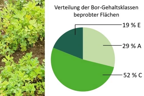 Eine Bildcollage. Links ist Luzerne mit Bormangel zu sehen. Rechts ist die Verteilung der Gehaltsklassen in einem Tortendiagramm dargestellt. Klick führt zu Großansicht.