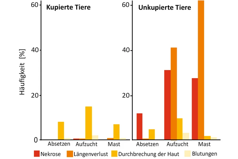 Grafik zur Häufigkeit von Schwanzbeissen bei Schweinen. Klick führt zu Großansicht in neuem Fenster.