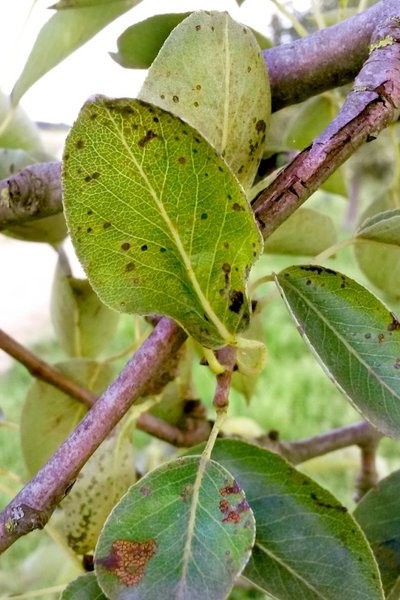 Schorf (Venturia inaequalis, Venturia spp.)