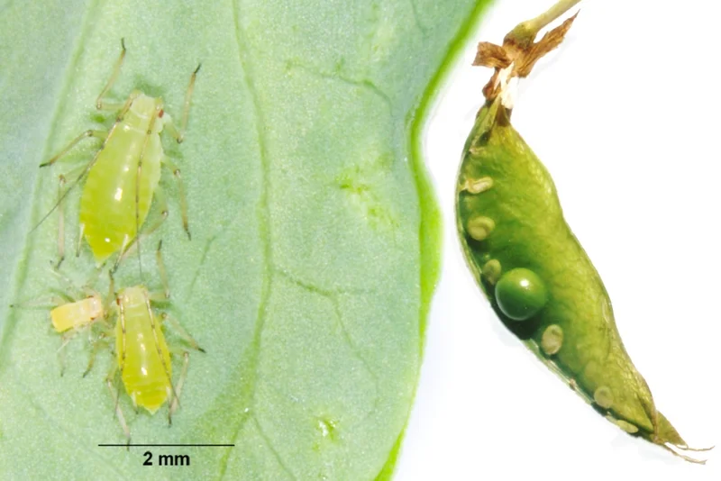 Erbsenblattlaus (Acyrthosiphon pisum)