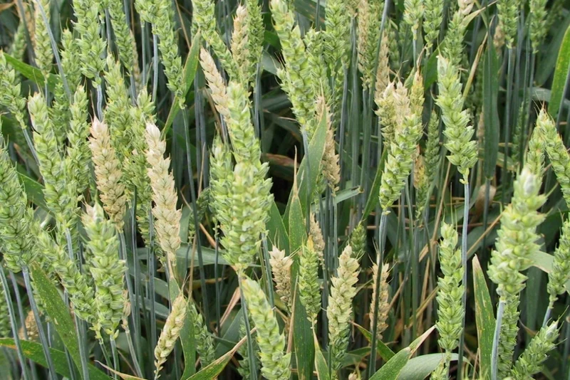 Fusariosen (Fusarium culmorum, F. graminearum und andere)