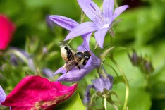 Garten-Blattschneiderbiene (Megachile willughbiella, KIRBY 1802)