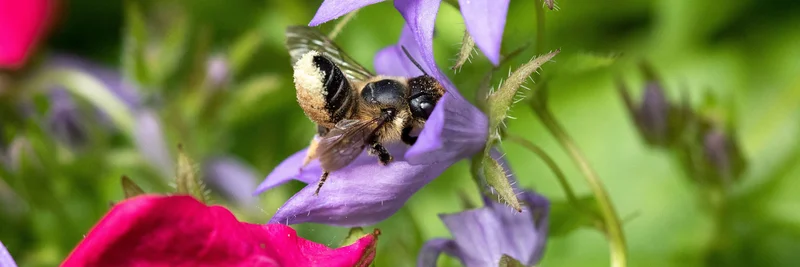 Biene auf Blüte