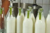 Milchabfüllung in Glasflaschen. Klick führt zu Großansicht.