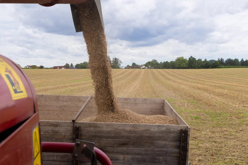 Getreideernte, Klick führt zu Großansicht, Schließen mit ESC. Foto: Being Organic in EU