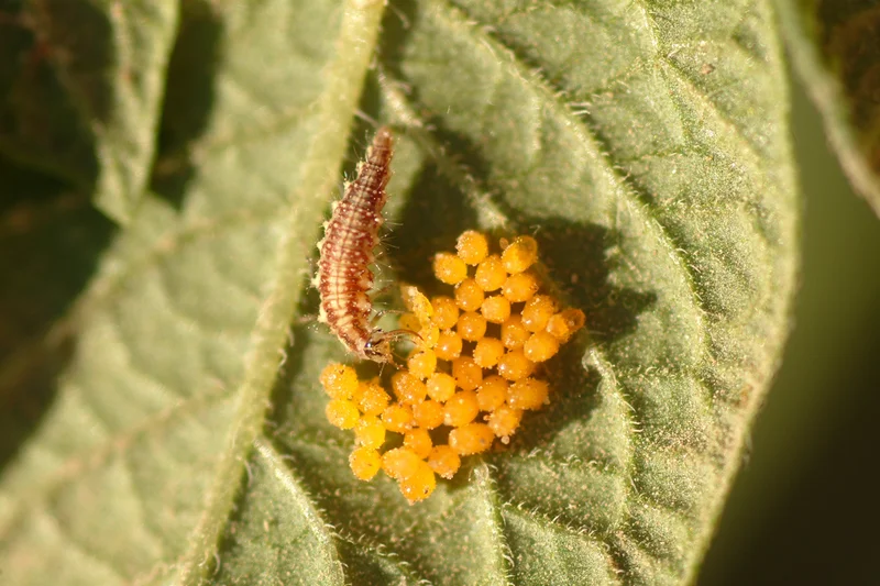 Larve der Florfliege saugt Eier des Kartoffelkäfers. Klick führt zu Großansicht in neuem Fenster, schließen mit ESC.
