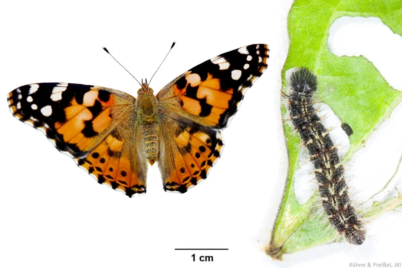 Distelfalter (Vanessa cardui)