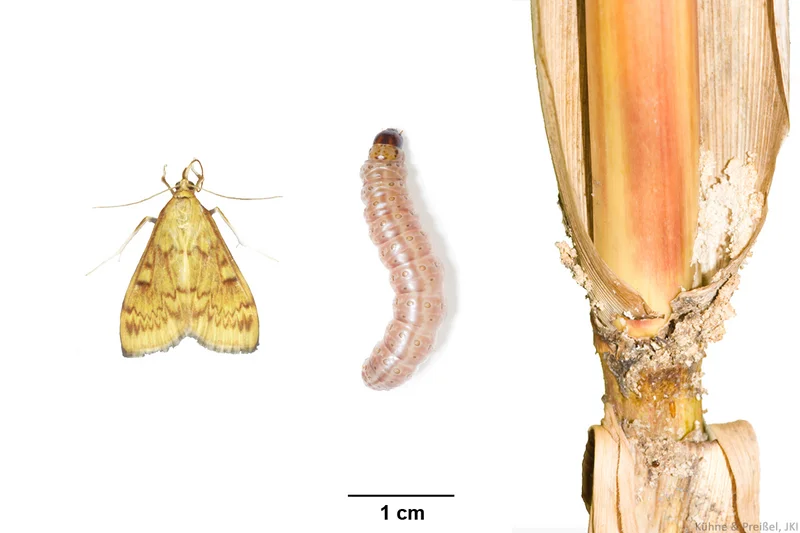 Maiszünsler (Ostrinia nubilalis)