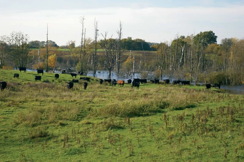 Tiere auf der Wiese