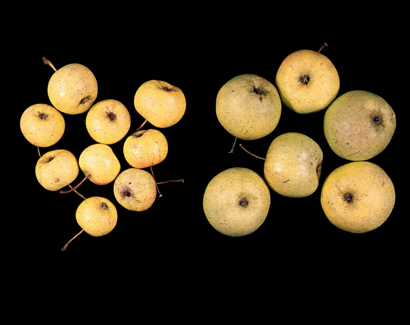 Befallene Äpfel, Klick führt zu Großansicht im neuen Fenster