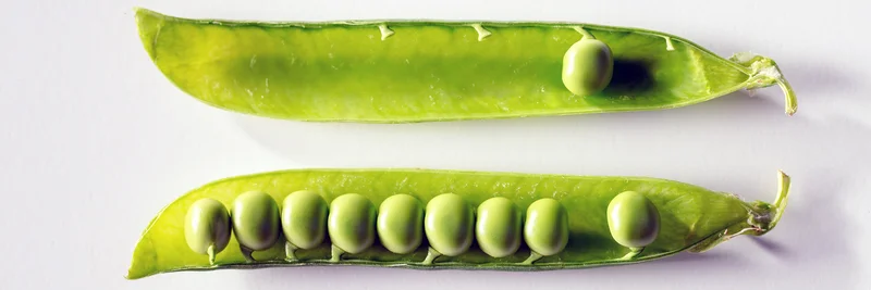Erbse, Foto: Lovefood Art von Pexels