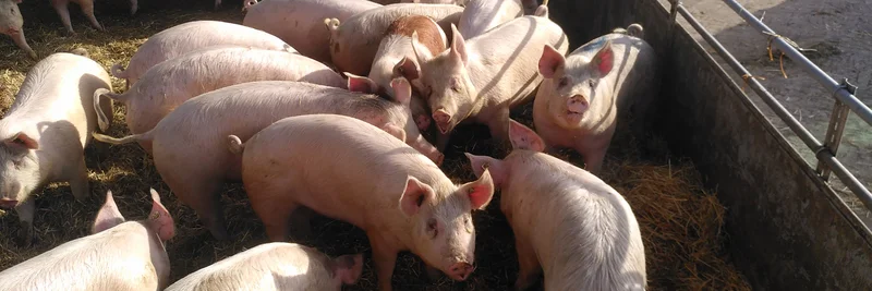 Bio-Schweine