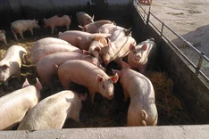 Wandelschwein!