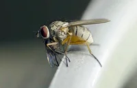Coenosia adult