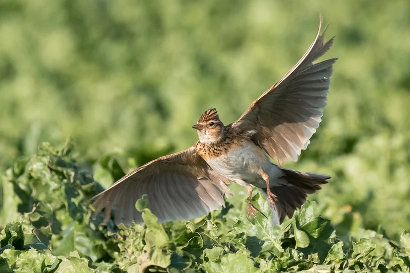 Eine Lerche im Flug. Klick führt zu Großansicht in neuem Fenster.