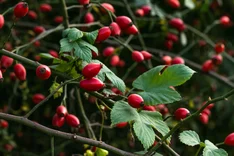 Pflanze des Monats November 2023: Hundsrose (Rosa canina)