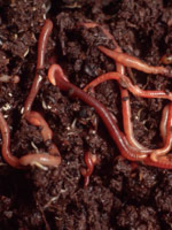 Regenwürmer in Komposterde