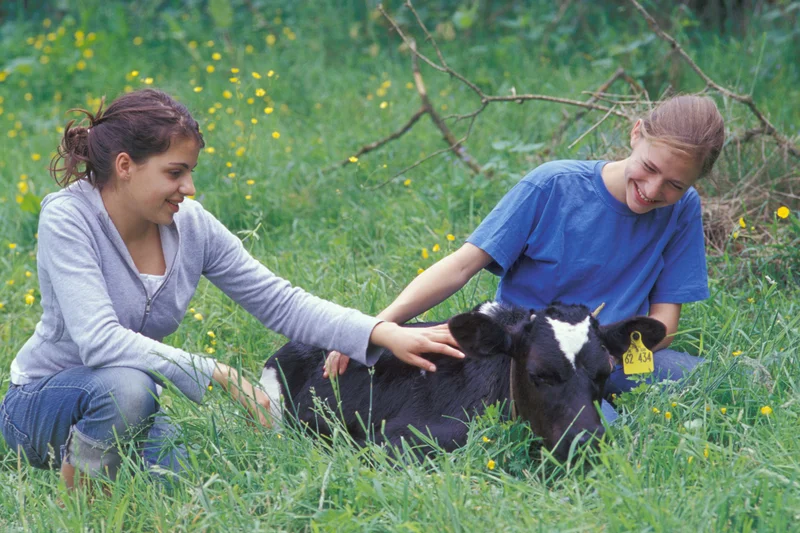 Zwei Mädchen auf einer Wiese, die ein Kalb streicheln.