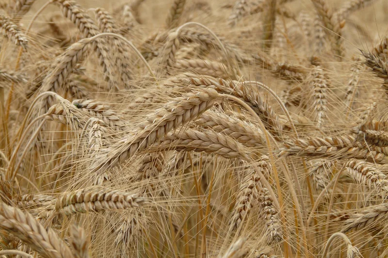 Geeignete Sorten von Sommerbraugerste für den ökologischen Landbau