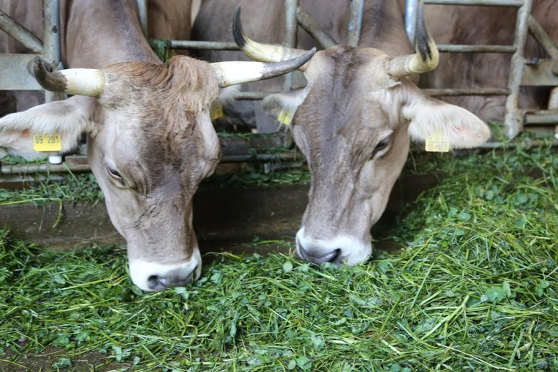 Kühe bei der Fütterung im Stall