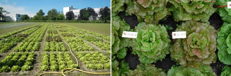 verschiedene Salatsorten