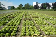 Entwicklung von Salatsorten mit verbesserter Anpassungsfähigkeit durch dezentrale Züchtung