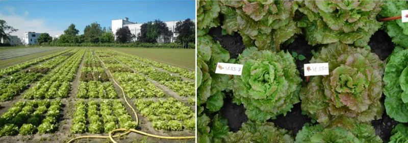 Entwicklung von Salatsorten mit verbesserter Anpassungsfähigkeit durch dezentrale Züchtung