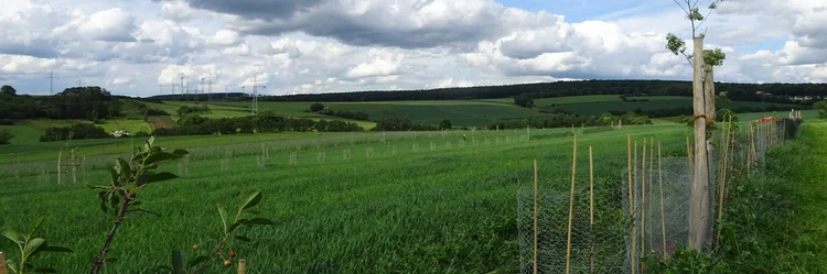 Junge Bäume mit Drahtkörben geschützt in einer Reihe auf dem Acker.