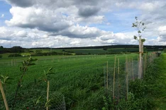 Gibt es Förderung für Agroforstwirtschaft?
