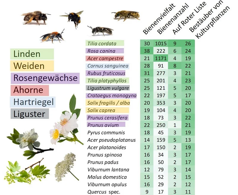 Übersicht welche Wildbiene in welchem Heckengehölz anzutreffen ist.