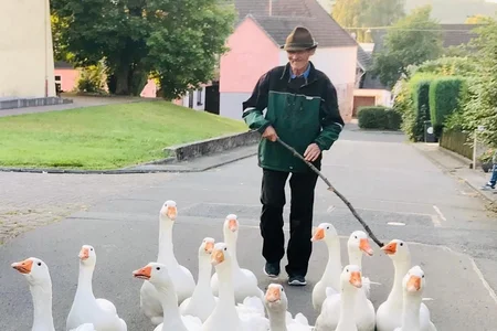 Mann mit Gänsen