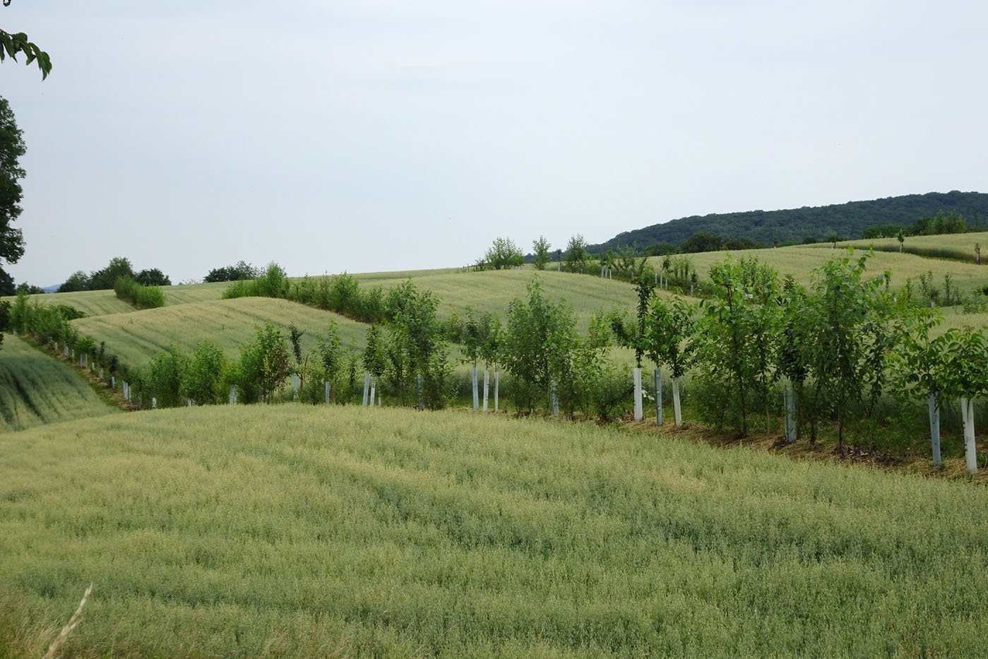 Agroforstsystem auf dem Gladbacherhof