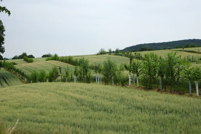 Agroforstsystem auf dem Gladbacherhof