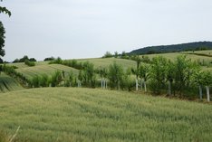 Agroforst – Landnutzungssystem mit Zukunftspotenzial!