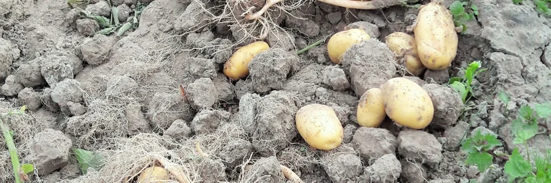 Kartoffeln im trockenen Boden.